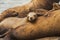 Rookery Steller sea lions.