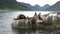 Rookery Steller sea lions. Island in Pacific Ocean near Kamchatka Peninsula.