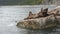 Rookery Steller sea lions. Island in Pacific Ocean near Kamchatka Peninsula stock footage video