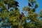 Rooks (Corvus Frugilegus)