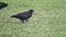 Rooks eat earthworms on lawn