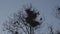 Rooks nesting high up in trees, singing and flying - Rook nest - Spring is here