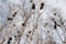 Rooks nests on birches in the spring.