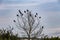 Rooks Perched in a tree