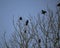 Rooks in the tree tops silhouette