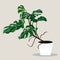Room monstera tree isolated on light background. Realistic exotic tropical plants.