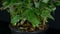 Room rose in a flower pot. Soil and roots of plants on a black background in studio