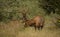 Roosevelt Bull Elk with Antlers