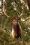 Roosevelt Elk