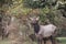 Roosevelt elk (Cervus canadensis roosevelti)