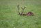 Roosevelt elk (Cervus canadensis roosevelti) resting in a green meadow, hiding its face in the grass