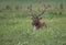 Roosevelt elk (Cervus canadensis roosevelti) resting in a green meadow with its mouth open