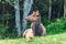 Roosevelt Elk in Ecola State Park on the Oregon coast