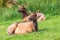 Roosevelt Elk in Ecola State Park on the Oregon coast