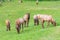 Roosevelt Elk in Ecola State Park on the Oregon coast