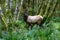 Roosevelt Elk among the mossy trees