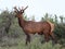 Roosevelt Elk with New Antlers