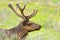 Roosevelt Elk with Velvet Antlers, Yellowstone Nat