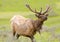 Roosevelt Elk with Velvet Antlers, Yellowstone Nat