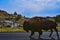 Roosevelt National Park Southern Unit Medora ND Bison on the Road