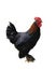 Rooster