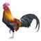 Rooster