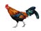 Rooster