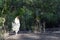 Rooster, also known as a cockerel or cock, an adult male chicken in Free Range Poultry Farm