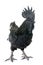 Rooster ayam cemani