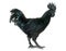 Rooster ayam cemani