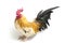Rooster bantam chicken or Ayam kate is any small variety of fowl, especially chickens isolated on white