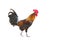 Rooster bantam crows isolate on white background