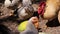 Rooster bantam group eating ripe papaya fruit on the ground