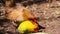 Rooster bantam group eating ripe papaya fruit on the ground