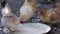 Rooster bantams eating rice husk in old tray