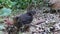 Rooster bantams  finding food on the ground with dried leaf