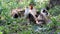 Rooster bantams flock standing in nature nature background