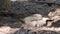 Rooster bantams in the pit of ground wit dust background