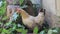 Rooster bantams  standing in nature garden wildlife background