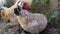 Rooster bantams standing in nature garden wildlife background