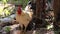 Rooster bantams  standing nature wildlife background