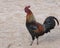 Rooster on the beach