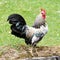 Rooster, beautiful freerange rooster with colorful blue and turquoise feathers and red cockscomb walkingon meadow in summer.