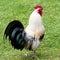 Rooster, beautiful freerange rooster with colorful blue and turquoise feathers and red cockscomb walkingon meadow in summer.er.