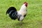 Rooster, beautiful freerange rooster with colorful blue and turquoise feathers and red cockscomb walkingon meadow in summer.er.