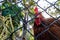 Rooster behind metal mesh fence.