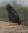 Rooster bending down to pick up grain from the ground