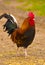 Rooster bird walking around the farm