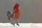 A rooster breed Hedemora, out on days of snow and cold