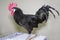 Rooster breed Pantsirevskaya black standing on a table against a light gray wall. Poultry, poultry farming